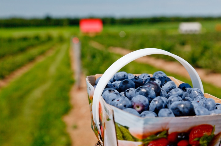 Plongez dans l'érable_Ferme D'Evélyne_1