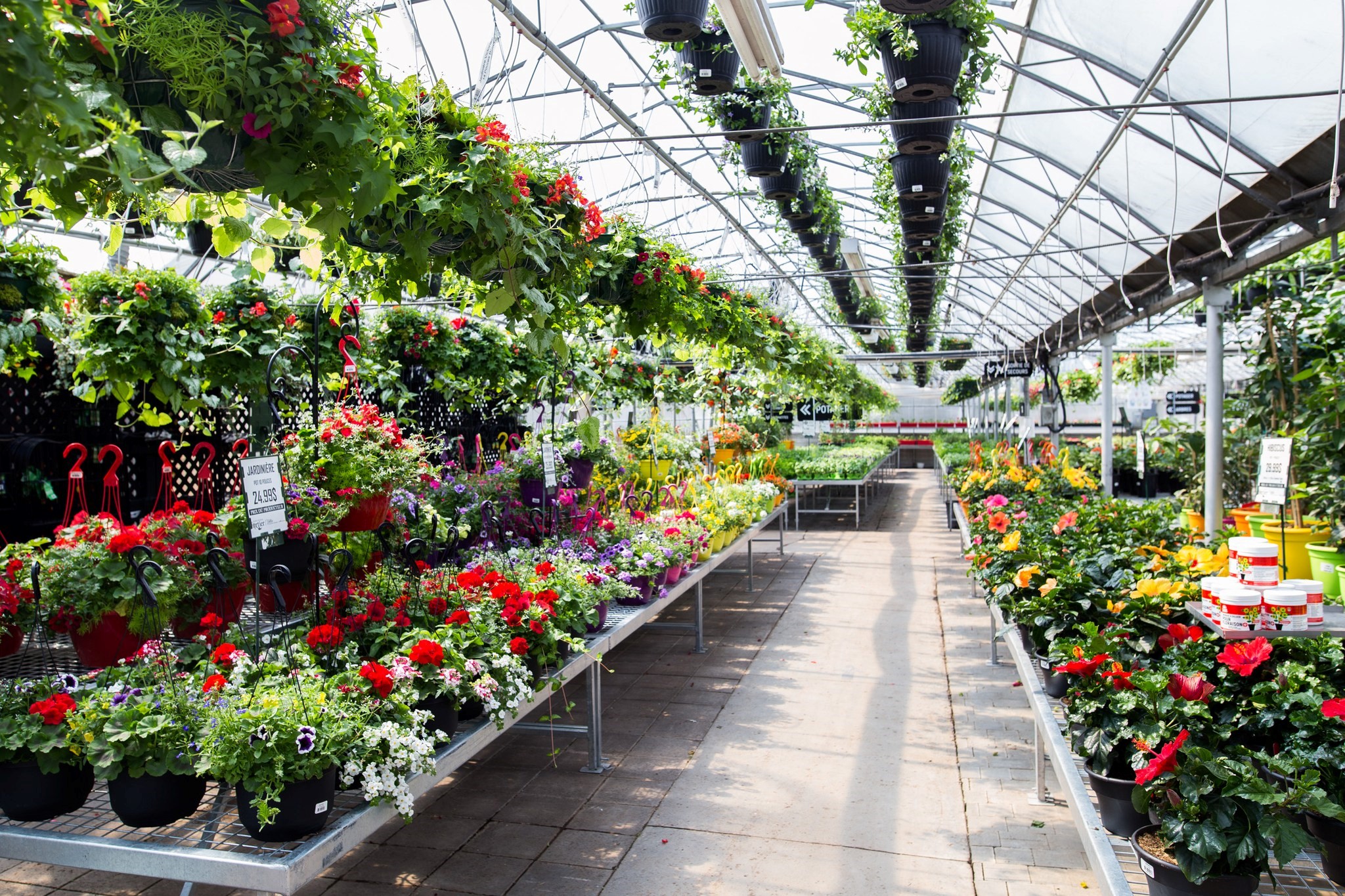 Plongez dans L'Érable_Jardinerie Fortier_1