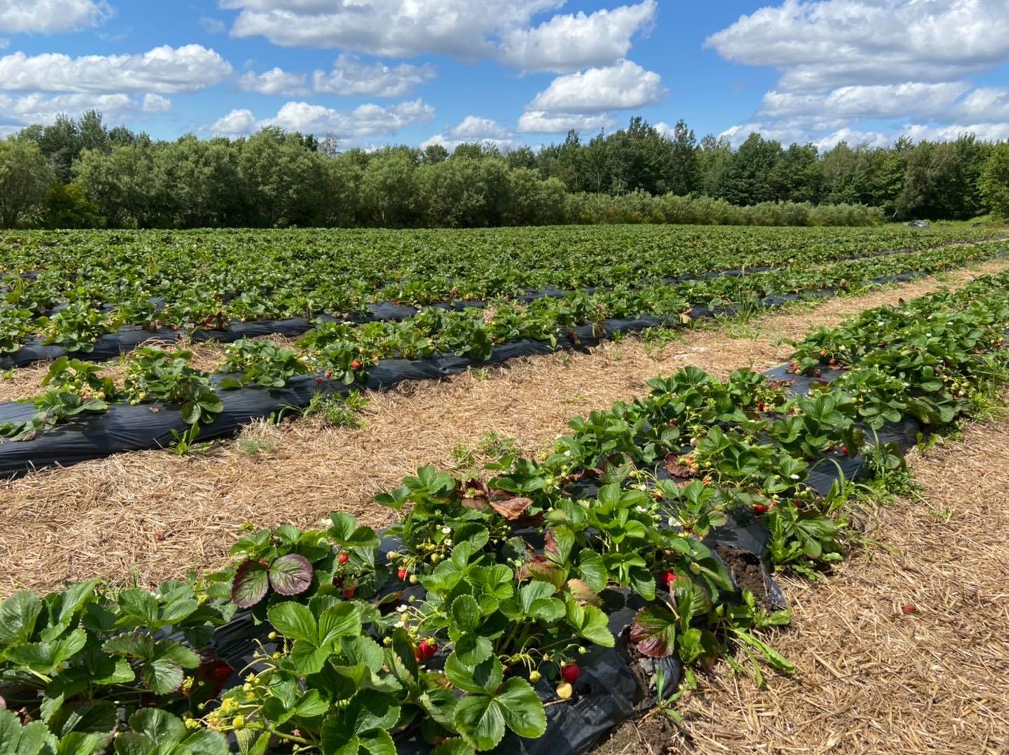 Plongez dans L'Érable_Jardinerie Fortier_2